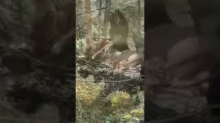 Moose Close Encounter and Fight- #moose# animal #shorts#