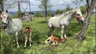 Doina, Gina, Zâna și Stela-Prezentarea iepelor și a mânzelor-Budesti, Maramures#2021