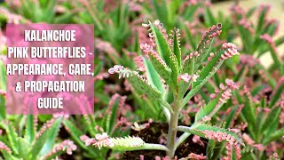 Kalanchoe Pink Butterflies Appearance, Care Regime, and Propagation Tips