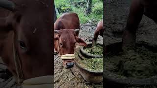 गाय ने मुझे मारा मैं भाग गया वीडियो नही बनाना हैं 😭#animals #shorts