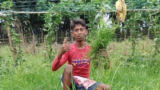 গরুর ঘাস কাটতে যাচ্ছি is live