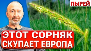 ПЫРЕЙ чистит почки, печень и кожу! Укрепляет легкие и кости! Древние рецепты отвара / Фролов Ю.А.