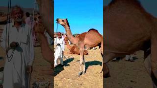 Camel Baby Sound #camelsounds #camelsound #shorts