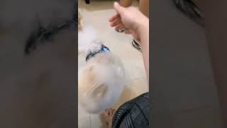 OMG ANG CUTE NG MGA POMERANIAN DOGS| #shorts #shortsvideo