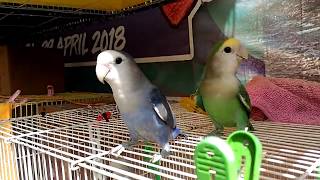 Lovebird free play TAME