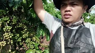 Kapan matangnya buah kopi masih hijau di akhir bulan September 2024