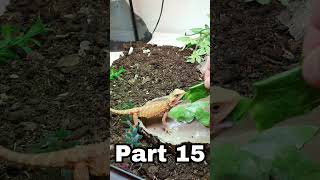 Taming A Defensive Bearded Dragon! (Part 15) 😠🦎#shorts