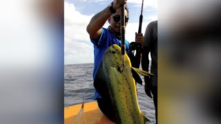 Mancing Trolling bulu strike Lemadang (Mahi-mahi) | Angler: Om Wira