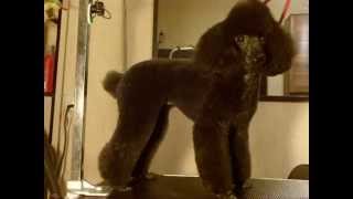 Пудель Нюша после стрижки. Poodle after grooming