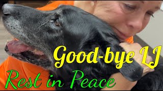 Good Bye LJ - Rest in Peace, Boy 2010-2024💕❤️🕊️#natureathome #blacklab #peace #love