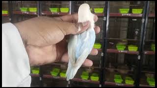 love bird parrot #lovebirds #shorts #video #viral #shortsvideo(3)