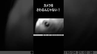 アライグマ  。 動画はコメント欄からどうぞ。