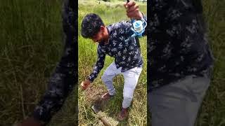 Snakehead fishing at manjira river.