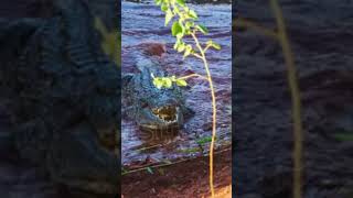 Crocodile making a  Lion Run