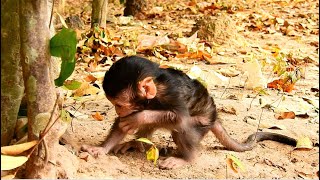 LOSS MUM...LOSS MILK...DEEP SADNESS AND SORROWFUL...POOR BABY THONA STAY ALONE UNDER THE TREE.