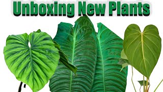 Unboxing New Plants From Ecuagenera || Pink Glory Philodendron || Phil Colombia || Veitchii 'Big'