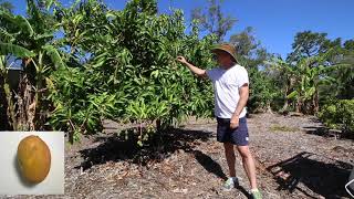 Yard Tour 2019 - Backyard Florida Mangos