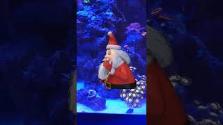 Merry Christmas #aquarium #coralreeftank #coral #nanoreef #nanoreeftank #shorts