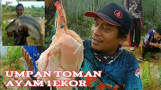 GILA MANCING IKAN TOMAN PAKAI AYAM SATU EKOR INI HASILNYA || kir Yanto 77