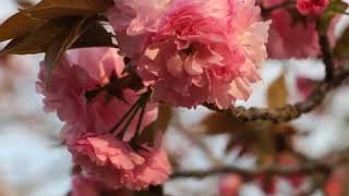 Sakura|Cherry blossom|Plum Blossom|Zakura