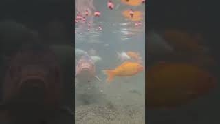 #koi #ikankoi #koilovers