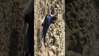 Such a beautiful bird❤ #birds #beautiful #shortsfeed #ytshorts #yt #beauty #look #nature #shorts