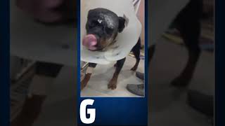 Cachorro é atacado por onça e precisa passar por operação