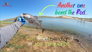 Striped Bass are super active. Here's WHERE. Rod Bender 2.