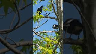 Baby magpie. 2nd day out of nest. Mum and dad feeding. Melbourne 2020