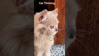 Cat Thinking