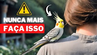 CUIDADO - NUNCA MAIS FAÇA ISSO COM A SUA CALOPSITA!