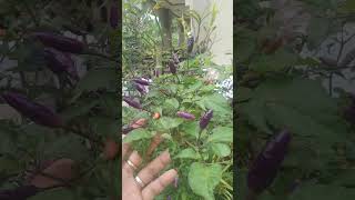 purple chili