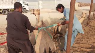 After pulling the camel, it is to be loaded into the truck | Dubai Camel