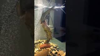 मछली ने किया मछली पर हमला  || fish and fish fight amazing short video😮😮😮🙆‍♂️🙆‍♂️🙆‍♂️