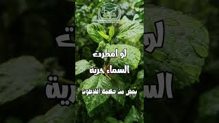 ماذا سيفعل العبيد إذا أمطرت السماء حرية؟ | بعض من حكمة أفلاطون