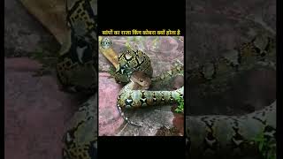 OMG? सांपों का राजा किंग कोबरा क्यों होता है 🐍🐍🐍 #shortvideo #short