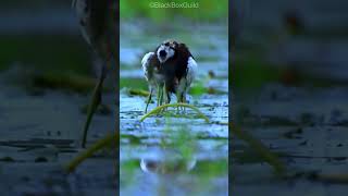 Heartwarming Rescue Mission: Saving Pheasant Tailed Jacana Chicks from the Rain!  #trendingshorts