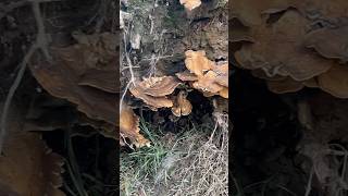 So many mushrooms on the stump #mushrooms #naturelovers #trees