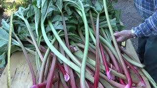 Rhubarb update