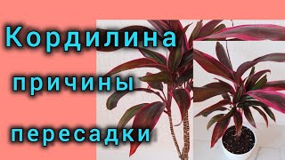 Кордилина теперь будет пышной и порадует своей шикарной листвой