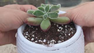 Sukulentler Saksıya  Nasıl Dikilir ? | Echeveria Pulvinata Kısa Videolar P1