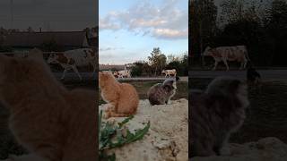 Котята встречают коров🐱🐄