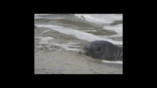 'lli'ili First Day On His Own (Monk Seal Weaned)