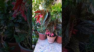 ✅Begonia immacolata in piena fioritura #shortsyoutube #plants #begonia