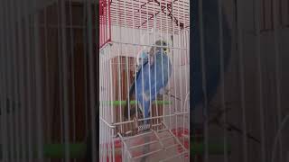 Papuqay Muhabbet quşu, Valnist satılır Parrot MUHABBET KUŞU Baby Budgie Hatching