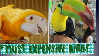 MOST EXPENSIVE BIRDS IN WORLD| YOU CANNOT AFFORD|