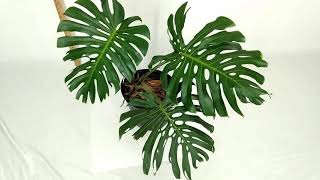 Super-Fenestrated Large-Form Monstera Deliciosa Plant For Sale 22 Inch Leaf With New Leaf Coming (2)