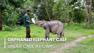 Orphaned Elephant Calf Under Care at CWRC