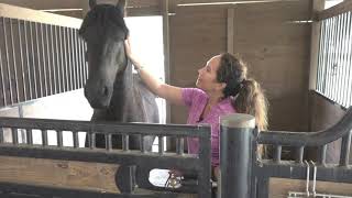 Friesian Horse Training: Mateo's Assessment Before Re-training Begins