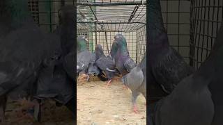 Highflyer Pigeon Loft||#foryou #viral #viralvideo #trending #foryouvideo #youtubeshorts #reels